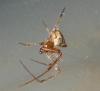 Parasteatoda tepidariorum